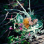 collection gallery [ jardin cenote | garden series / 01 ] | hiila（イーラ）